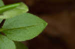 Licorice bedstraw